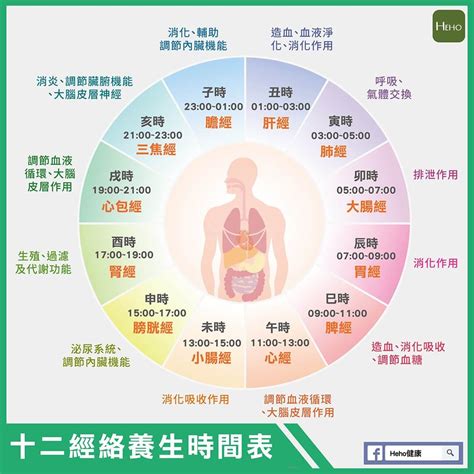 中醫時辰表|一張圖看十二經絡養生時間表，依循作息養生事半功。